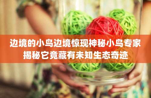 边境的小鸟边境惊现神秘小鸟专家揭秘它竟藏有未知生态奇迹